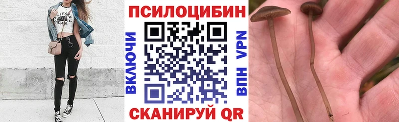 Псилоцибиновые грибы Psilocybe Ковров